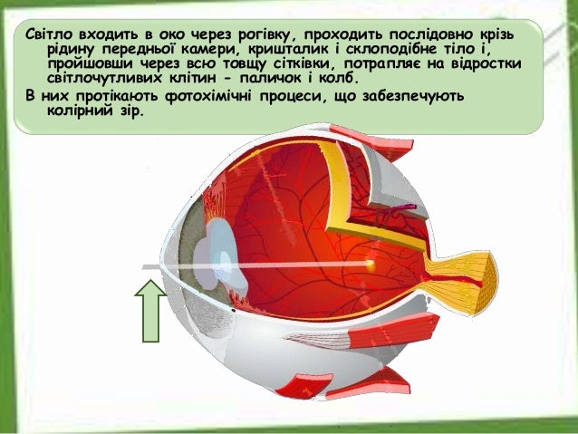 Зорова сенсорна система.