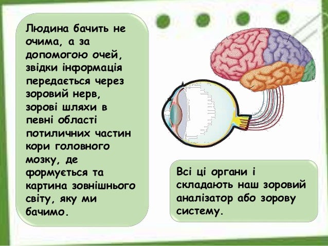 Зорова сенсорна система.