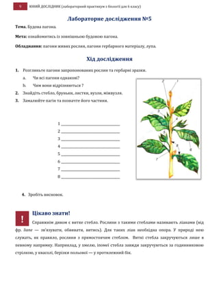 9 ЮНИЙ ДОСЛІДНИК (лабораторний практикум з біології для 6 класу)
Лабораторне дослідження №5
Тема. Будова пагона.
Мета: ознайомитись із зовнішньою будовою пагона.
Обладнання: пагони живих рослин, пагони гербарного матеріалу, лупа.
Хід дослідження
1. Розгляньте пагони запропонованих рослин та гербарні зразки.
a. Чи всі пагони однакові?
b. Чим вони відрізняються ?
2. Знайдіть стебло, бруньки, листки, вузли, міжвузля.
3. Замалюйте пагін та позначте його частини.
4. Зробіть висновок.
Цікаво знати!
Справжнім дивом є витке стебло. Рослини з такими стеблами називають ліанами (від
фр. liane — зв’язувати, обвивати, витись). Для таких ліан необхідна опора. У природі нею
служать, як правило, рослини з прямостоячим стеблом. Виткі стебла закручуються лише в
певному напрямку. Наприклад, у хмелю, іпомеї стебла завжди закручуються за годинниковою
стрілкою, у квасолі, берізки польової — у протилежний бік.
1 _____________________________________
2 _____________________________________
3 _____________________________________
4 _____________________________________
5 _____________________________________
6 _____________________________________
7 _____________________________________
8 _____________________________________
!
 