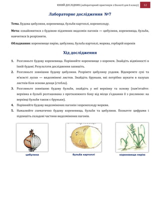 ЮНИЙ ДОСЛІДНИК (лабораторний практикум з біології для 6 класу) 12
Лабораторне дослідження №7
Тема. Будова цибулини, кореневища, бульби картоплі, коренеплоду.
Мета: ознайомитися з будовою підземних видозмін пагонів — цибулини, кореневища, бульби,
навчитися їх розрізняти.
Обладнання: кореневище пирію, цибулина, бульба картоплі, морква, гербарій коренів
Хід дослідження
1. Розгляньте будову кореневища. Порівняйте кореневище з коренем. Знайдіть відмінності в
їхній будові. Результати дослідження запишіть.
2. Розгляньте зовнішню будову цибулини. Розріжте цибулину уздовж. Відокремте сухі та
м’ясисті луски — видозмінені листки. Знайдіть бруньки, які потрібно шукати в пазухах
листків біля основи денця (стебла).
3. Розгляньте зовнішню будову бульби, знайдіть у неї верхівку та основу (пам’ятайте:
верхівка в бульбі розташована з протилежного боку від місця з’єднання її з рослиною: на
верхівці бульби також є бруньки).
4. Порівняйте будову видозмінених пагонів і коренеплоду моркви.
5. Намалюйте схематично будову кореневища, бульби та цибулини. Позначте цифрами і
підпишіть складові частини видозмінених пагонів.
цибулина бульба картоплі кореневище пирію
 