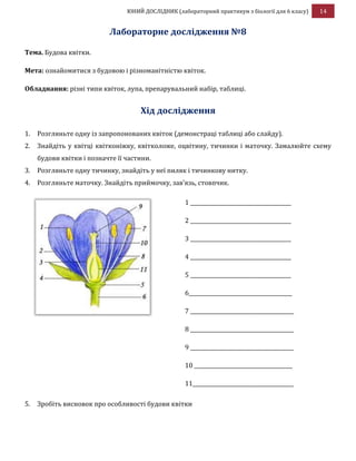 ЮНИЙ ДОСЛІДНИК (лабораторний практикум з біології для 6 класу) 14
Лабораторне дослідження №8
Тема. Будова квітки.
Мета: ознайомитися з будовою і різноманітністю квіток.
Обладнання: різні типи квіток, лупа, препарувальний набір, таблиці.
Хід дослідження
1. Розгляньте одну із запропонованих квіток (демонстраці таблиці або слайду).
2. Знайдіть у квітці квітконіжку, квітколоже, оцвітину, тичинки і маточку. Замалюйте схему
будови квітки і позначте її частини.
3. Розгляньте одну тичинку, знайдіть у неї пиляк і тичинкову нитку.
4. Розгляньте маточку. Знайдіть приймочку, зав’язь, стовпчик.
5. Зробіть висновок про особливості будови квітки
1 _______________________________________
2 _______________________________________
3 _______________________________________
4 _______________________________________
5 _______________________________________
6________________________________________
7 ________________________________________
8 ________________________________________
9 ________________________________________
10 ______________________________________
11_______________________________________
 