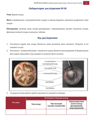 ЮНИЙ ДОСЛІДНИК (лабораторний практикум з біології для 6 класу) 18
Лабораторне дослідження №10
Тема. Будова плода.
Мета: ознайомитися з різноманітністю плодів та їхньою будовою, навчитися розрізняти типи
плодів.
Обладнання: колекції сухих плодів (розкривних і нерозкривних), муляжі соковитих плодів,
фіксовані соковиті плоди, скальпель, таблиці.
Хід дослідження
1. Розгляньте видані вам плоди. Визначте, яким рослинам вони належать. Розділіть їх на
соковиті та сухі.
2. Розгляньте поперечний розріз соковитого плода. Визначте розташування й будову різних
його шарів. Замалюйте плід у розрізі та позначте його частини.
3. За результатами роботи зробіть висновок та заповніть таблицю.
Рослина
Особливості будови плоду
Тип плоду Тип оплодня
(сухий, соковитий)
Характеристика
сухого плоду
(розкривний,
нерозкривний)
 