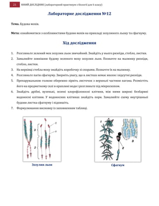 21 ЮНИЙ ДОСЛІДНИК (лабораторний практикум з біології для 6 класу)
Лабораторне дослідження №12
Тема. Будова мохів.
Мета: ознайомитися з особливостями будови мохів на прикладі зозулиного льону та сфагнуму.
Хід дослідження
1. Розгляньте зелений мох зозулин льон звичайний. Знайдіть у нього ризоїди, стебло, листки.
2. Замалюйте зовнішню будову зеленого моху зозулин льон. Позначте на малюнку ризоїди,
стебло, листки.
3. На верхівці стебла моху знайдіть коробочку зі спорами. Позначте їх на малюнку.
4. Розгляньте пагін сфагнуму. Зверніть увагу, що в листках немає жилок і відсутні ризоїди.
5. Препарувальною голкою обережно зірвіть листочок з верхньої частини пагона. Розмістіть
його на предметному склі в краплині води і розгляньте під мікроскопом.
6. Знайдіть дрібні, вузенькі, зелені хлорофілоносні клітини, між ними широкі безбарвні
водоносні клітини. У водоносних клітинах знайдіть пори. Замалюйте схему внутрішньої
будови листка сфагнуму і підпишіть.
7. Формулювання висновку із заповненням таблиці.
Зозулин льон Сфагнум
 
