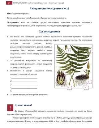 23 ЮНИЙ ДОСЛІДНИК (лабораторний практикум з біології для 6 класу)
Лабораторне дослідження №13
Тема. Будова папоротей.
Мета: ознайомитися з особливостями будови щитника чоловічого.
Обладнання: живі та гербарні зразки нестатевого покоління щитника чоловічого,
мікропрепарат спорангіїв, лупи, мікроскопи, таблиці, пінцети, препарувальні голки.
Хід дослідження
1. На живих або гербарних зразках особин нестатевого покоління щитника чоловічого
знайдіть і роздивіться кореневище, додаткові корені та надземні листки. На кореневищі
знайдіть листкові зачатки, молоді
равликоподібно закручені та дорослі листки. З
нижнього боку листків знайдіть купки
спорангіїв, кожна з яких зверху вкрита бурою
пластинкою.
2. За допомогою мікроскопа на постійному
мікропрепараті розгляньте купки спорангіїв
та вивчіть їхню будову.
3. Намалюйте в зошиті загальний вигляд
папороті і підпишіть її органи.
1____________________________________
2____________________________________
3____________________________________
4____________________________________
5____________________________________
4. За результатами роботи зробіть висновок
Цікаво знати!
До відділу Ринієподібні належать виключно викопні рослини, які жили на Землі
близько 450 млн років тому.
Уперше риніофіти були знайдені в Канаді ще в 1859 р. Але тоді ця знахідка залишилася
поза увагою вчених. І знову їх відкрили восени 1912 р. біля села Райни (звідки вони й отримали
1 2
3
5 4
!
 
