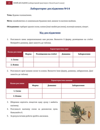 25 ЮНИЙ ДОСЛІДНИК (лабораторний практикум з біології для 6 класу)
Лабораторне дослідження №14
Тема. Будова голонасінних.
Мета: ознайомитись із зовнішньою будовою хвої, шишок та насіння хвойних.
Обладнання: гербарні зразки сосни, ялини (інші хвойні рослини), колекція шишок, пінцет.
Хід дослідження
1. Розгляньте хвою запропонованих вам рослин. Визначте її форму, розміщення на стеблі.
Виміряйте довжину. Дані занесіть до таблиці.
Назва рослини
Характеристика хвої
Форма Розміщення на стеблі Довжина Забарвлення
1. Сосна
2. Ялина
2. Розгляньте зрілі шишки сосни та ялини. Визначте їхню форму, довжину, забарвлення. Дані
занесіть до таблиці.
Назва рослини
Характеристика шишки
Форма Довжина Забарвлення
1. Сосна
2. Ялина
3. Обережно відігніть пінцетом одну луску і вийміть
насінину.
4. Розгляньте насінину сосни за допомогою лупи.
Намалюйте її.
5. За результатами роботи зробіть висновок.
 