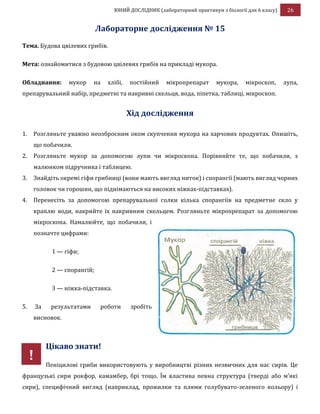 ЮНИЙ ДОСЛІДНИК (лабораторний практикум з біології для 6 класу) 26
Лабораторне дослідження № 15
Тема. Будова цвілевих грибів.
Мета: ознайомитися з будовою цвілевих грибів на прикладі мукора.
Обладнання: мукор на хлібі, постійний мікропрепарат мукора, мікроскоп, лупа,
препарувальний набір, предметні та накривні скельця, вода, піпетка, таблиці, мікроскоп.
Хід дослідження
1. Розгляньте уважно неозброєним оком скупчення мукора на харчових продуктах. Опишіть,
що побачили.
2. Розгляньте мукор за допомогою лупи чи мікроскопа. Порівняйте те, що побачили, з
малюнком підручника і таблицею.
3. Знайдіть окремі гіфи грибниці (вони мають вигляд ниток) і спорангії (мають вигляд чорних
головок чи горошин, що піднімаються на високих ніжках-підставках).
4. Перенесіть за допомогою препарувальної голки кілька спорангіїв на предметне скло у
краплю води, накрийте їх накривним скельцем. Розгляньте мікропрепарат за допомогою
мікроскопа. Намалюйте, що побачили, і
позначте цифрами:
1 — гіфи;
2 — спорангій;
3 — ніжка-підставка.
5. За результатами роботи зробіть
висновок.
Цікаво знати!
Пеніцилові гриби використовують у виробництві різних незвичних для нас сирів. Це
французькі сири рокфор, камамбер, брі тощо. Їм властива певна структура (тверді або м’які
сири), специфічний вигляд (наприклад, прожилки та плями голубувато-зеленого кольору) і
!
 