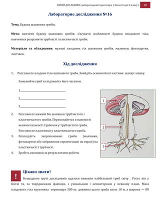 ЮНИЙ ДОСЛІДНИК (лабораторний практикум з біології для 6 класу) 28
Лабораторне дослідження №16
Тема. Будова шапкових грибів.
Мета: вивчити будову шапкових грибів; з’ясувати особливості будови плодового тіла;
навчитися розрізняти трубчасті і пластинчасті гриби.
Матеріали та обладнання: муляжі плодових тіл шапкових грибів, малюнки, фотокартки,
листівки.
Хід дослідження
1. Розгляньте плодове тіло шапкового гриба. Знайдіть основні його частини: шапку і ніжку.
Замалюйте гриб та підпишіть його частини.
1_______________________________________
2_______________________________________
3_______________________________________
2. Розгляньте нижній бік шапинки трубчастого і
пластинчастого грибів. Переконайтеся в наявності
великої кількості трубочок у трубчастого гриба.
Розгляньте пластинки у пластинчастого гриба.
3. Розподіліть запропоновані гриби (малюнки,
фотокартки або зображення спроектовані на екран) на
пластинчасті і трубчасті.
4. Зробіть висновки за результатами роботи.
Цікаво знати!
Нещодавно групі дослідників вдалося виявити найбільший гриб світу . Росте він у
Китаї та, за твердженням фахівців, є унікальним і неповторним у певному плані. Маса
плодового тіла трутовика перевищує 500 кг, довжина цього гриба сягає 10 м, а ширина — 80
3
2
1
!
 