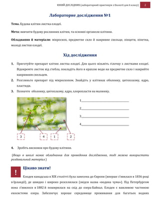 ЮНИЙ ДОСЛІДНИК (лабораторний практикум з біології для 6 класу) 2
Лабораторне дослідження №1
Тема. Будова клітин листка елодеї.
Мета: вивчити будову рослинних клітин, та основні органели клітини.
Обладнання й матеріали: мікроскоп, предметне скло й накривне скельце, пінцети, піпетка,
молоді листки елодеї.
Хід дослідження
1. Приготуйте препарат клітин листка елодеї. Для цього візьміть гілочку з листками елодеї.
Відокремте листок від стебла, покладіть його в краплю води на предметне скло і накрийте
накривним скельцем.
2. Розгляньте препарат під мікроскопом. Знайдіть у клітинах оболонку, цитоплазму, ядро,
пластиди.
3. Позначте оболонку, цитоплазму, ядро, хлоропласти на малюнку.
1_________________________________________
2_________________________________________
3_________________________________________
4_________________________________________
4. Зробіть висновок про будову клітини.
(Якщо в школі немає обладнання для проведення дослідження, тоді можна використати
роздавальний матеріал.)
Цікаво знати!
Елодея канадська в XIX столітті була занесена до Європи (вперше з'явилася в 1836 році
в Ірландії), де швидко і широко розселилася (звідси назва «водяна чума»). Під Петербургом
вона з'явилося в 1882 й поширилася на схід до озера Байкал. Елодея є важливою частиною
екосистеми озера. Забезпечує хороше середовище проживання для багатьох водних
3
3
3
4 1 2
!
 