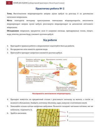 31 ЮНИЙ ДОСЛІДНИК (лабораторний практикум з біології для 6 класу)
Практична робота № 2
Тема. Виготовлення мікропрепаратів шкірки луски цибулі та розгляд її за допомогою
оптичного мікроскопа.
Мета: повторити методику приготування тимчасових мікропрепаратів; виготовити
мікропрепарат шкірки луски цибулі; розглянути мікропрепарат за допомогою світлового
мікроскопа.
Обладнання: мікроскоп, предметне скло й накривні скельця, препарувальні голки, пінцет,
вода, піпетка, розчин йоду, соковиті лусочки цибулі.
Хід роботи
1. Пригадайте правила роботи з мікроскопом і підготуйте його до роботи.
2. На предметне скло нанесіть краплю води.
3. Приготуйте препарат шкірочки соковитої лусочки цибулі.
4. Препарат помістіть на предметний столик і розгляньте спочатку за малого, а потім за
великого збільшення. Знайдіть клітинну оболонку, ядро, вакуолю з клітинним соком.
5. Замалюйте кілька клітин шкірочки цибулини. Позначте складові частинки клітини, які ви
побачили, і підпишіть їх.
6. Зробіть висновки.
Послідовність виготовлення мікропрепарату
1 ______________________
2 ______________________
3 ______________________
 