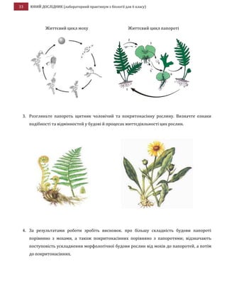 33 ЮНИЙ ДОСЛІДНИК (лабораторний практикум з біології для 6 класу)
Життєвий цикл моху Життєвий цикл папороті
3. Розгляньте папороть щитник чоловічий та покритонасінну рослину. Визначте ознаки
подібності та відмінностей у будові й процесах життєдіяльності цих рослин.
4. За результатами роботи зробіть висновок. про більшу складність будови папороті
порівняно з мохами, а також покритонасінних порівняно з папоротями; відзначають
поступовість ускладнення морфологічної будови рослин від мохів до папоротей, а потім
до покритонасінних.
 
