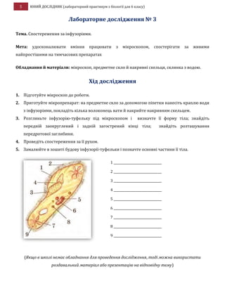 5 ЮНИЙ ДОСЛІДНИК (лабораторний практикум з біології для 6 класу)
Лабораторне дослідження № 3
Тема. Спостереження за інфузоріями.
Мета: удосконалювати вміння працювати з мікроскопом, спостерігати за живими
найпростішими на тимчасових препаратах
Обладнання й матеріали: мікроскоп, предметне скло й накривні скельця, склянка з водою.
Хід дослідження
1. Підготуйте мікроскоп до роботи.
2. Приготуйте мікропрепарат: на предметне скло за допомогою піпетки нанесіть краплю води
з інфузоріями, покладіть кілька волоконець вати й накрийте накривним скельцем.
3. Розгляньте інфузорію-туфельку під мікроскопом і визначте її форму тіла; знайдіть
передній заокруглений і задній загострений кінці тіла; знайдіть розташування
передротової заглибини.
4. Проведіть спостереження за її рухом.
5. Замалюйте в зошиті будову інфузорії-туфельки і позначте основні частини її тіла.
(Якщо в школі немає обладнання для проведення дослідження, тоді можна використати
роздавальний матеріал або презентацію на відповідну тему)
1 ________________________________
2 ________________________________
3 ________________________________
4 ________________________________
5 ________________________________
6 ________________________________
7 ________________________________
8 ________________________________
9 ________________________________
 