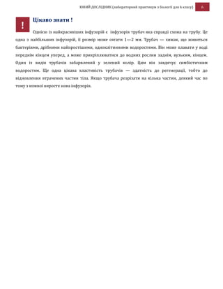 ЮНИЙ ДОСЛІДНИК (лабораторний практикум з біології для 6 класу) 6
Цікаво знати !
Однією із найкрасивіших інфузорій є інфузорія трубач яка справді схожа на трубу. Це
одна з найбільших інфузорій, її розмір може сягати 1—2 мм. Трубач — хижак, що живиться
бактеріями, дрібними найпростішими, одноклітинними водоростями. Він може плавати у воді
переднім кінцем уперед, а може прикріплюватися до водних рослин заднім, вузьким, кінцем.
Один із видів трубачів забарвлений у зелений колір. Цим він завдячує симбіотичним
водоростям. Ще одна цікава властивість трубачів — здатність до регенерації, тобто до
відновлення втрачених частин тіла. Якщо трубача розрізати на кілька частин, деякий час по
тому з кожної виросте нова інфузорія.
!
 