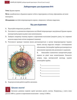 7 ЮНИЙ ДОСЛІДНИК (лабораторний практикум з біології для 6 класу)
Лабораторне дослідження №4
Тема. Будова кореня.
Мета: ознайомитися з будовою кореня та його структурами у зв’язку з функціями, які вони
виконують.
Обладнання: постійні мікропрепарати кореня ; мікроскоп; таблиці; підручник.
Хід дослідження
1. Підготуйте мікроскоп до роботи.
2. Розгляньте за допомогою мікроскопа постійний мікропрепарат внутрішньої будови кореня
(поперечний розріз) на рівні зони всмоктування.
3. Знайдіть покривну тканину кореня з кореневими волосками (зверніть увагу, чи є кореневі
волоски виростами клітин покривної тканини).
4. Розгляньте провідні тканини (вони розташовуються в центрі мікропрепарату). Судини
мають вигляд округлих отворів з потовщеними
оболонками. Ситоподібні трубки розташовуються
невеликими групами між ділянками із судинами.
5. Намалюйте схематично поперечний розріз
кореня на рівні зони всмоктування. Позначте
шкірку, кору, центральний циліндр, судини
ситоподібні трубки.
6. За результатами роботи зробіть висновок.
Цікаво знати!
Загальна довжина коренів однієї рослини досить значна. Наприклад, у жита вона
досягає 600 м, а разом із кореневими волосками – понад 11 000 м.
1 _________________________________
2 _________________________________
3 _________________________________
4 _________________________________
5 _________________________________
!
 