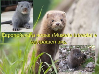 Европейската норка (Mustela lutreola) еЕвропейската норка (Mustela lutreola) е
застрашен вид.застрашен вид.
 