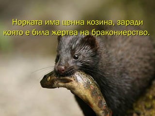 Норката има ценна козина, зарадиНорката има ценна козина, заради
която е била жертва на бракониерство.която е била жертва на бракониерство.
 