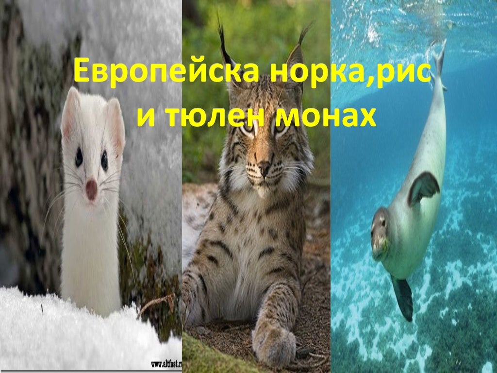 животни в червената книга на България