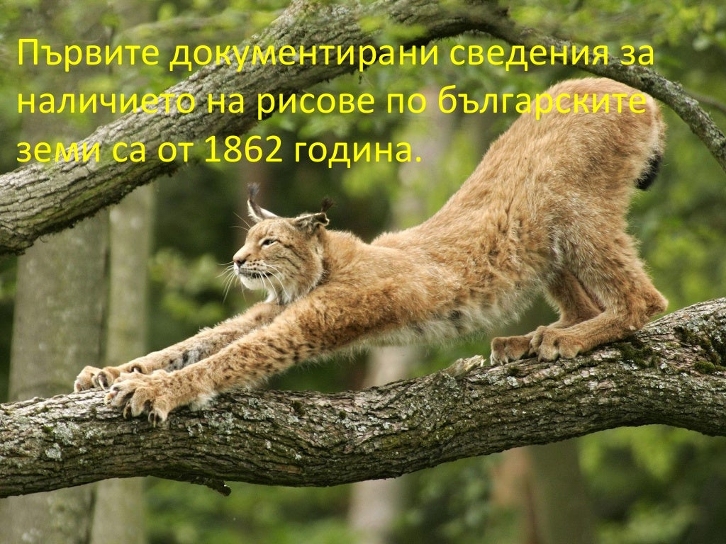 животни в червената книга на България