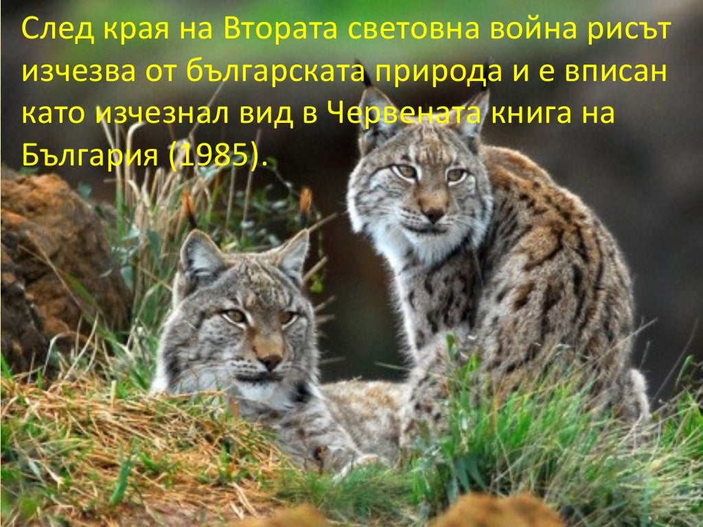 животни в червената книга на България