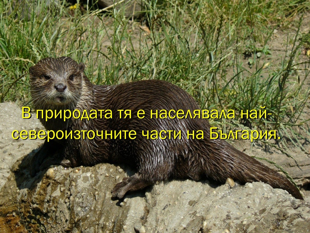 животни в червената книга на България