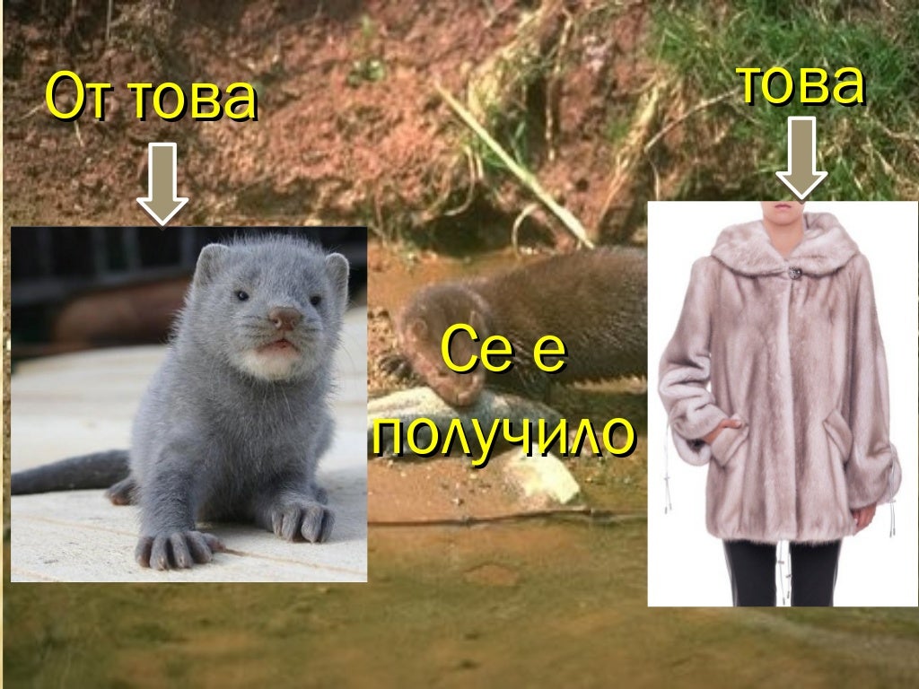 животни в червената книга на България