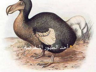 •‫املنقرضة‬ ‫ر‬‫الطيو‬ ‫أحد‬
 