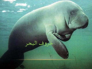 ‫البحر‬ ‫ف‬‫و‬‫خر‬
 