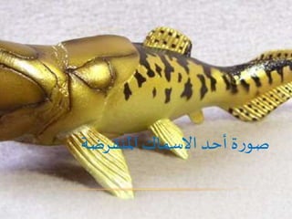 ‫املنقرضة‬ ‫االسماك‬ ‫أحد‬ ‫ةĬīرĬīصوĬ
 
