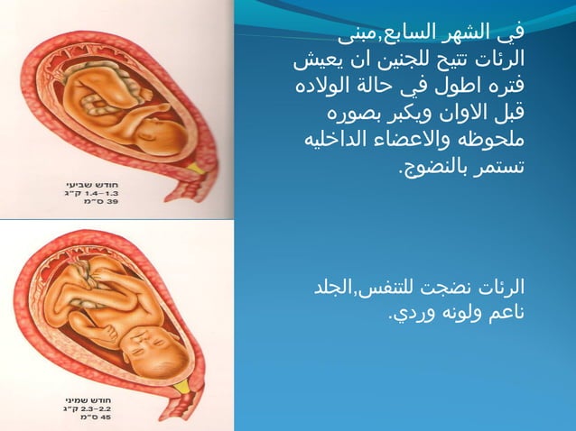 ppt