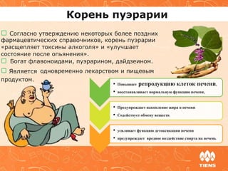 Корень пуэрарии
Согласно утверждению некоторых более поздних
фармацевтических справочников, корень пуэрарии
«расщепляет токсины алкоголя» и «улучшает
состояние после опьянения».
Богат флавоноидами, пуэрарином, дайдзеином.
Является одновременно лекарством и пищевым
продуктом.
• Повышает репродукцию клеток печени,
• восстанавливает нормальную функцию печени,
• Предупреждает накопление жира в печени
• Содействует обмену веществ
• усиливает функцию детоксикации печени
• предупреждает вредное воздействие спирта на печень
 