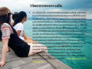 วิวัฒนาการของเกาะเสม็ด
• เกาะเสม็ดในอดีต เมื่อเกือบร้อยปีก่อนไม่มีผู้คนอาศัยอยู่ จะมีก้อเพียง
ชาวบ้านที่ไปตัดต้นเสม็ดมาเผาทาถ่านขายและชาวเลที่ไปทาประมงหา
ปลาเพียงไม่กี่คน ที่พักส่วนใหญ่บนเกาะจะเป็นกระท่อมปลูกด้วยไม้ไผ่
มุงด้วยแฝกหรือไม่ก็ใบจาก น้าที่ใช้อาบก็ได้มาจากบ่อที่ขุดลงไปไม่ลึก
นัก ต้องใช้แรงหน่อยกับการชาระร่างกายจากไอเค็มของทะเล ไฟฟ้าที่ใช้
อยู่ได้มาจากเครื่องปั่นไฟ ที่จะปั่นในช่วง6โมงเย็นจนถึง5ทุ่ม บางที่ยัง
ไม่มีการปั่นไฟใช้ก็จะมีตะเกียงหรือไม่ก็เทียนไว้คอยให้แสงสว่างในเวลา
กลางคืน ด้วยที่ไม่มีแสงใดมารบกวนในยามค่าคืนทาให้ดาวดวงเล็ก
ดวงน้อยได้อวดตัวเองบนท้องฟ้ าจนแทบจะล้นท้องฟ้ าในคืนเดือนแรม
ทุกครั้งอดีตของเกาะแห่งนี้คงไม่เปลี่ยนแปลงไปมากมาย แต่การที่มี
นักท่องเที่ยวมากขึ้นนั้นย่อมทาให้เกาะนี้เสื่อมความงามลงไปบ้าง และ
คงเป็นหน้าที่ของเราทุกคนที่ต้องเที่ยวอย่างมีสานึก คือไม่ทาลาย
ธรรมชาติ ไม่ทิ้งขยะลงทะเลหรือหาดทราย อย่าให้เศษแก้วเศษ
พลาสติกขยะต่างๆปนไปกับหาดทรายขาวๆเลย ช่วยกันรักษาไว้
สถานที่ท่องเที่ยวที่สวยๆก็จะคงสภาพไปอีกนาน ไว้ให้พวกเราได้เก็บ
รูปสวยๆไปไว้ในบันทึกส่วนตัว ดังคาที่ว่า " ฝากไว้เพียงลอยเท้า เก็บ
ไปแค่ภาพถ่าย "
 