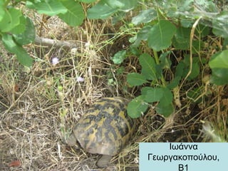 Ιωάννα
Γεωργακοπούλου,
Β1
 