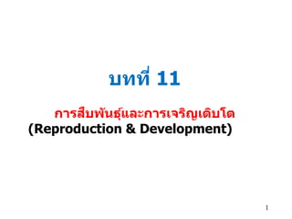 1
บทที่ 11
การสืบพันธุ์และการเจริญเติบโต
(Reproduction & Development)
 