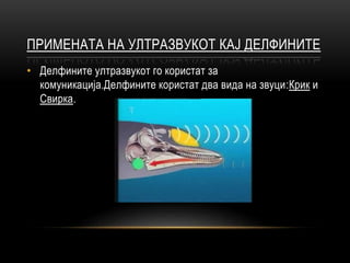 ултразвук,инфразвук и бучава . | PPT
