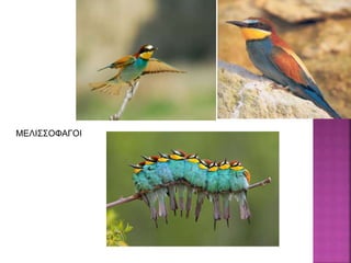 ΜΕΛΙΣΣΟΦΑΓΟΙ
 