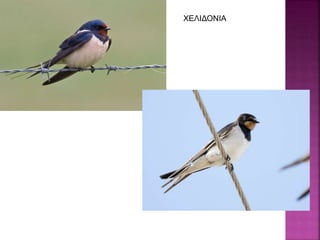 ΧΕΛΙΔΟΝΙΑ
 