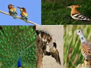 φτερωτοί ταξιδιώτες