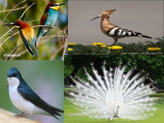 φτερωτοί ταξιδιώτες