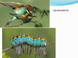 ΜΕΛΙΣΣΟΦΑΓΟΣ
 