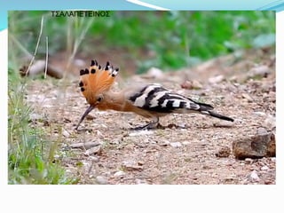 ΤΣΑΛΑΠΕΤΕΙΝΟΣ
 