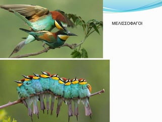 ΜΕΛΙΣΣΟΦΑΓΟΙ
 