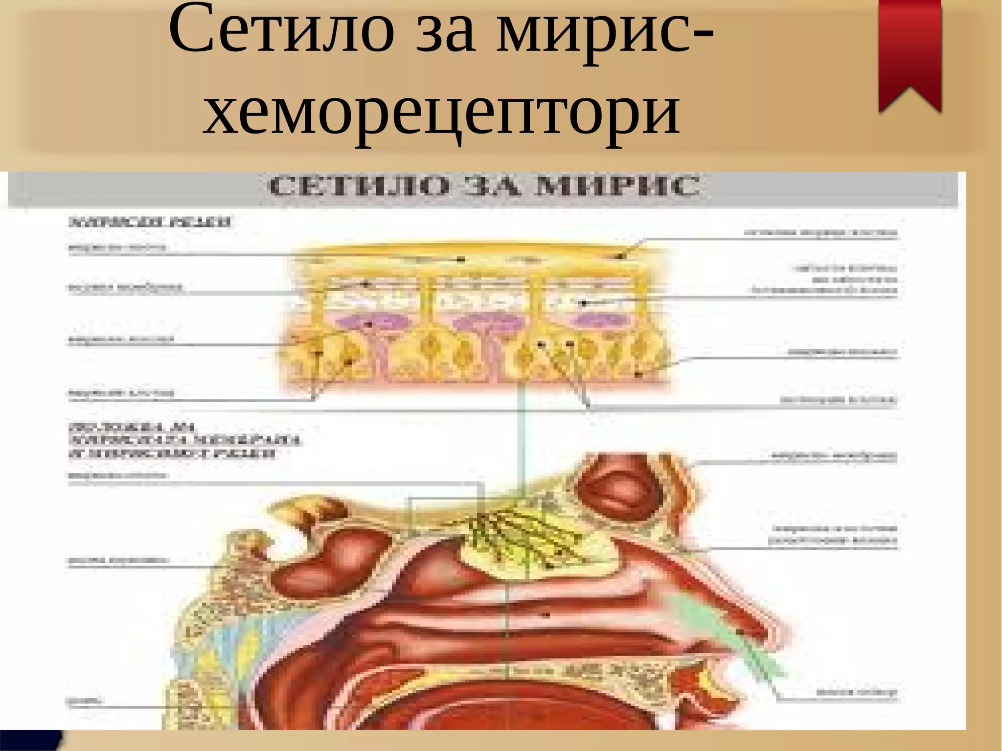 Сетило за мирис-
хеморецептори
 