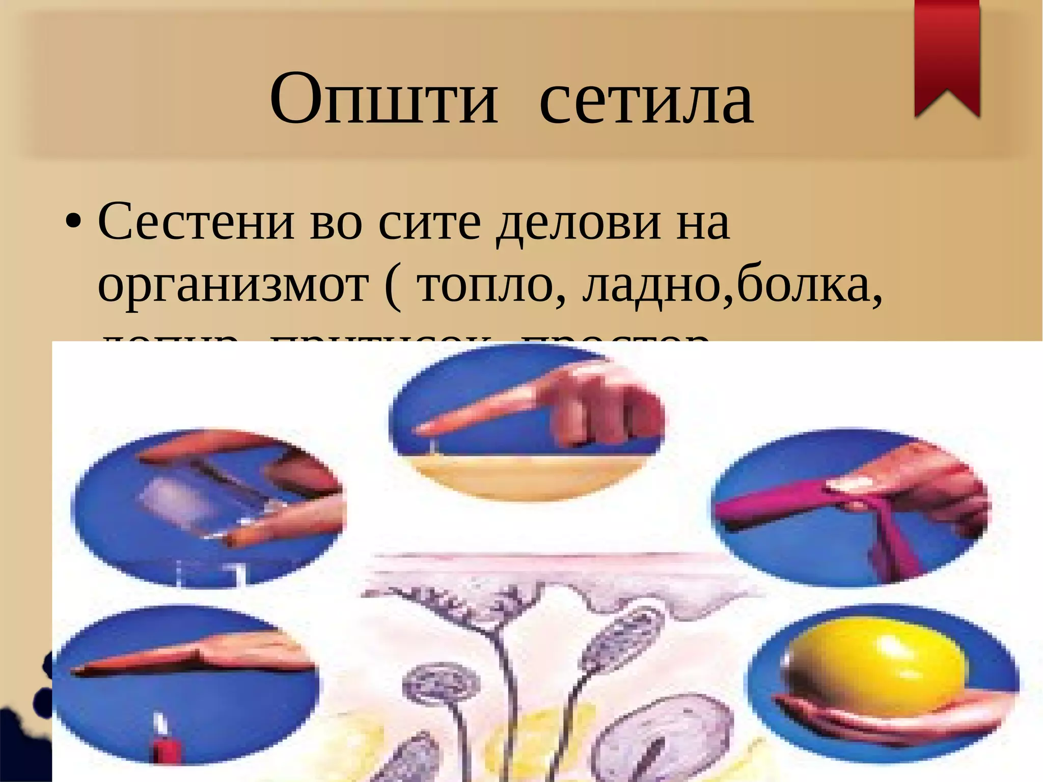 Општи сетила
● Сестени во сите делови на
организмот ( топло, ладно,болка,
допир, притисок, простор,
рамнотежа
●
 