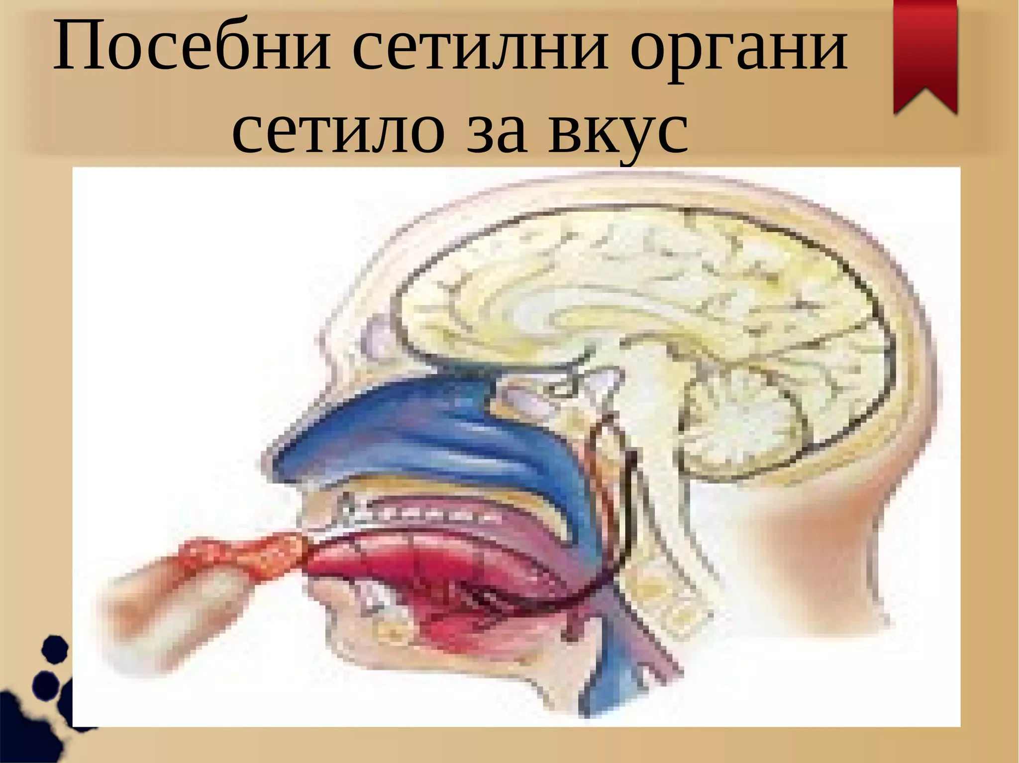 Посебни сетилни органи
сетило за вкус
 