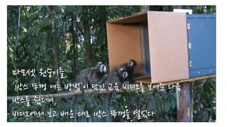 마모셋 원숭이들,
'박스 뚜껑 여는 방법'이 담긴 교육 비디오를 보여준 다음
박스를 줬더니,
비디오에서 보고 배운 대로 박스 뚜껑을 열었다
 