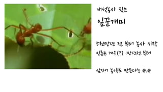 버섯농사 짓는
잎꾼개미
5천만년 전 부터 농사 시작
인류는 겨우(?) 1만년전 부터
심지어 농약도 만든다능 @.@
 