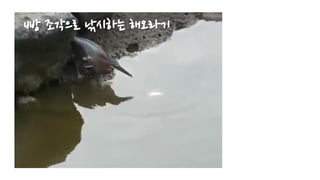 빵 조각으로 낚시하는 해오라기
 