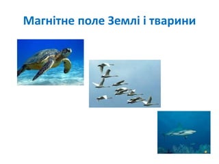 Магнітне поле Землі і тварини
 