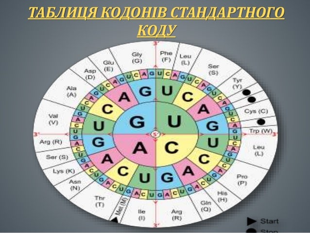 Генетичний код