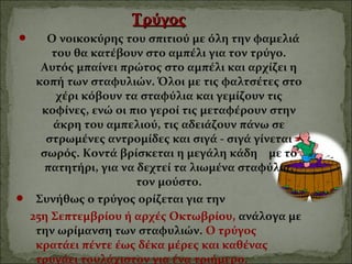 ΤρύγοςΤρύγος
 Ο νοικοκύρης του σπιτιού με όλη την φαμελιά
του θα κατέβουν στο αμπέλι για τον τρύγο.
Αυτός μπαίνει πρώτος στο αμπέλι και αρχίζει η
κοπή των σταφυλιών. Όλοι με τις φαλτσέτες στο
χέρι κόβουν τα σταφύλια και γεμίζουν τις
κοφίνες, ενώ οι πιο γεροί τις μεταφέρουν στην
άκρη του αμπελιού, τις αδειάζουν πάνω σε
στρωμένες αντρομίδες και σιγά - σιγά γίνεται
σωρός. Κοντά βρίσκεται η μεγάλη κάδη με το
πατητήρι, για να δεχτεί τα λιωμένα σταφύλια,
τον μούστο.
 Συνήθως ο τρύγος ορίζεται για την
25η Σεπτεμβρίου ή αρχές Οκτωβρίου, ανάλογα με
την ωρίμανση των σταφυλιών. Ο τρύγος
κρατάει πέντε έως δέκα μέρες και καθένας
τρυγάει τουλάχιστον για ένα τριήμερο.
 