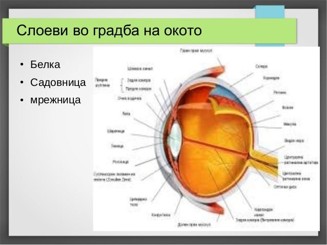 око орган за гледање